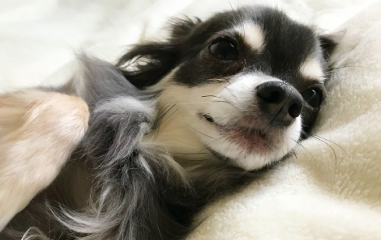 宮古島シッポペット